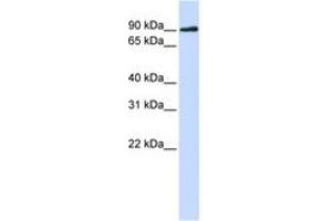 Image no. 1 for anti-DNA Cross-Link Repair 1C (DCLRE1C) (N-Term) antibody (ABIN6741095) (DCLRE1C Antikörper  (N-Term))