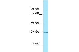 WB Suggested Anti-CDX2 Antibody Titration: 0. (CDX2 Antikörper  (Middle Region))