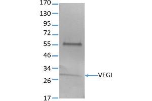 Image no. 1 for anti-Tumor Necrosis Factor (Ligand) Superfamily, Member 15 (TNFSF15) antibody (ABIN3071878) (TNFSF15 Antikörper)
