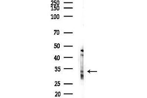 Western blot analysis of lysates from COLO205 cells(heat-shock,45 min treatment), using COLEC11 Antibody at 1/1000 dilution.