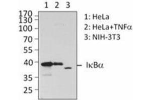Western Blotting (WB) image for anti-IB-alpha antibody (ABIN2665062) (IB-alpha Antikörper)