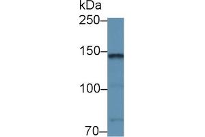 Western blot analysis of Mouse Cerebellum lysate, using Rabbit Anti-Mouse CNTN2 Antibody (1 µg/ml) and HRP-conjugated Goat Anti-Rabbit antibody (abx400043, 0. (CNTN2 Antikörper  (AA 802-1008))