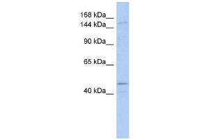 SKIV2L antibody used at 1 ug/ml to detect target protein. (SKIV2L Antikörper)