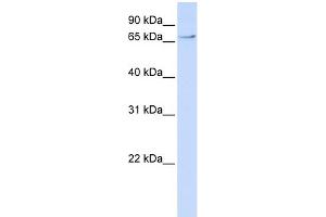 WB Suggested Anti-TCF7L2 Antibody Titration:  0.