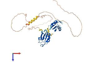 RBM4B Protein (AA 1-357) (His tag)