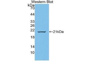 Western Blotting (WB) image for anti-Wingless-Type MMTV Integration Site Family, Member 11 (WNT11) (AA 204-349) antibody (ABIN1872353)