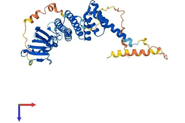 FKBP8 Protein (AA 1-402) (His tag)