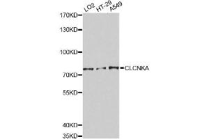 Western blot analysis of extracts of various cell lines, using CLCNKA Antibody.