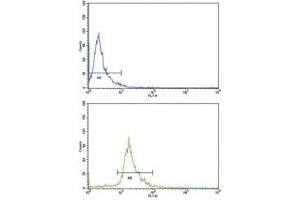 Flow Cytometry (FACS) image for anti-Endoglin (ENG) (AA 380-409) antibody (ABIN3030354)
