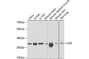 Western blot analysis of extracts of various cell lines using LOX Polyclonal Antibody at dilution of 1:500. (LOX Antikörper)