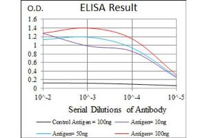 Red: Control Antigen (100ng) ; Purple: Antigen (10ng) ; Green: Antigen (50ng) ; Blue: Antigen (100ng). (HAS3 Antikörper)