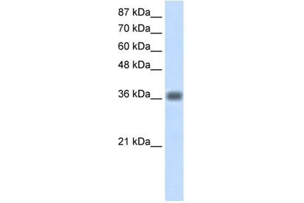 KLHDC8A Antikörper  (C-Term)