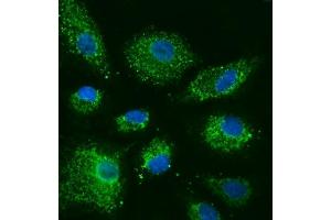 IF analysis of COX5B using anti-COX5B antibody (ABIN7598975). (COX5B Antikörper  (AA 1-129))