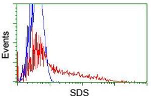 HEK293T cells transfected with either RC217814 overexpress plasmid (Red) or empty vector control plasmid (Blue) were immunostained by anti-SDS antibody (ABIN2455348), and then analyzed by flow cytometry. (serine Dehydratase Antikörper)