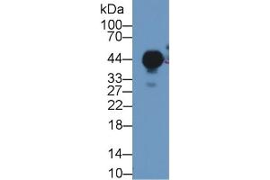 Western Blotting (WB) image for anti-Uroplakin 3A (UPK3A) (AA 15-212) antibody (ABIN7442444)
