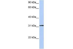 WB Suggested Anti-DRG1 Antibody Titration:  0. (DRG1 Antikörper  (Middle Region))