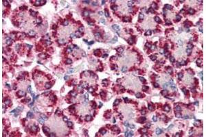 Immunohistochemistry (Formalin/PFA-fixed paraffin-embedded sections) of human pancreas with STEAP4 polyclonal antibody . (STEAP4 Antikörper  (N-Term))