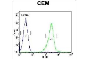 Flow Cytometry (FACS) image for anti-Potassium Channel, Subfamily V, Member 1 (KCNV1) (AA 137-166), (N-Term) antibody (ABIN651972)