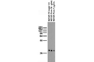 Adult rat brain membrane immunoblot.