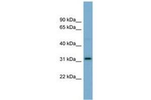 Image no. 1 for anti-Olfactory Receptor, Family 2, Subfamily AT, Member 4 (OR2AT4) (N-Term) antibody (ABIN6743308) (OR2AT4 Antikörper  (N-Term))