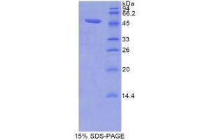 SDS-PAGE (SDS) image for Lipocalin 12 (LCN12) (AA 30-193) protein (His tag,GST tag) (ABIN1877609)