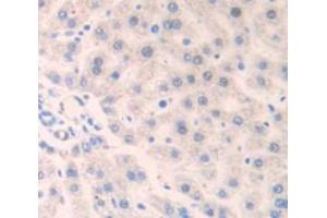 IHC-P analysis of Rat Tissue, with DAB staining. (IFNAR1 Antikörper  (AA 244-512))