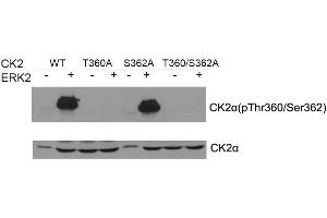 Western blot of CK2a(Phospho- Thr360/Ser362) antibody and CK2a antibody in vitro kinase assay. (CSNK2A1/CK II alpha Antikörper  (pSer362, pThr360))