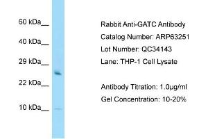 Western Blotting (WB) image for anti-Glutamyl-tRNA Amidotransferase, Subunit C (GATC) (N-Term) antibody (ABIN2789424) (GATC Antikörper  (N-Term))