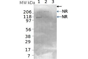 Image no. 1 for anti-Nitrate Reductase, Assimilatory (NR) antibody (ABIN334562) (Nitrate Reductase Antikörper)
