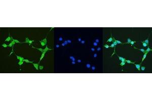 IF analysis of Thioredoxin TRX using anti-Thioredoxin TRX antibody (ABIN6719381).
