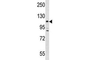 Lats2 antibody western blot analysis in mouse testis tissue lysate.
