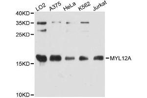 Western blot analysis of extracts of various cell lines, using MYL12A antibody (ABIN5995731) at 1:3000 dilution. (MYL12A Antikörper)