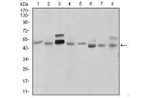 Image no. 4 for anti-Sonic Hedgehog (SHH) antibody (ABIN1491290) (Sonic Hedgehog Antikörper)