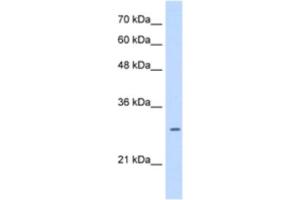Western Blotting (WB) image for anti-Leucine Rich Repeat Containing 59 (LRRC59) antibody (ABIN2463275) (LRRC59 Antikörper)