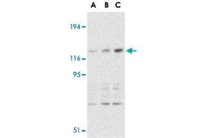 Western blot analysis of CARD11 expression in mouse thymus tissue lysate with CARD11 polyclonal antibody  at 0. (CARD11 Antikörper  (C-Term))
