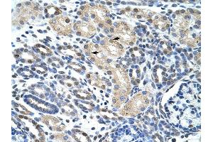 WBSCR1 antibody was used for immunohistochemistry at a concentration of 4-8 ug/ml to stain Epithelial cells of renal tubule (arrows) in Human Kidney. (EIF4H Antikörper  (Middle Region))
