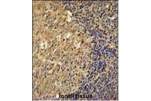 ACTB Antibody  immunohistochemistry analysis in formalin fixed and paraffin embedded human tonsil tissue followed by peroxidase conjugation of the secondary antibody and DAB staining. (beta Actin Antikörper)