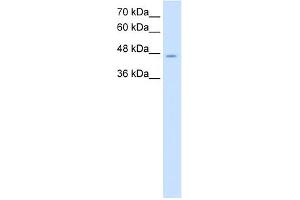 WB Suggested Anti-NDRG1 Antibody Titration:  2. (NDRG1 Antikörper  (C-Term))