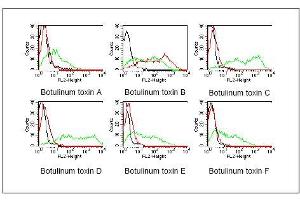 BOSC23 cells were transiently transfected withexpression vectors containing the cDNA of the lightchain of botulinum toxin A-F. (Botulinum Neurotoxin Type B (BoNT/B) Antikörper)
