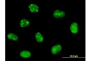 Immunofluorescence of purified MaxPab antibody to EMG1 on HeLa cell. (EMG1 Antikörper  (AA 1-244))