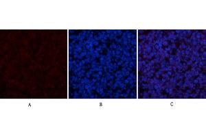 Immunofluorescence analysis of mouse spleen tissue. (Cytochrome C Antikörper  (AA 1268-1341))