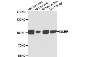 Western blot analysis of extracts of various cell lines, using INSRR antibody. (INSRR Antikörper)