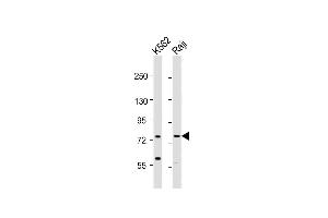 All lanes : Anti-ABCB10 Antibody (S16) at 1:1000-1:2000 dilution Lane 1: K562 whole cell lysates Lane 2: Raji whole cell lysates Lysates/proteins at 20 μg per lane. (ABCB10 Antikörper  (N-Term))