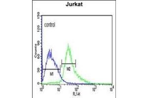 ATF1 Antibody (C-term) (ABIN651055 and ABIN2840051) flow cytometric analysis of Jurkat cells (right histogram) compared to a negative control cell (left histogram).