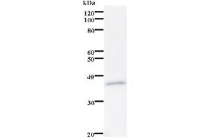 Western Blotting (WB) image for anti-Ras-Related GTP Binding C (RRAGC) antibody (ABIN932491) (GTR2 Antikörper)