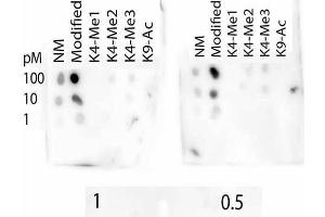 Dot Blot of Rabbit Histone H3 K4-Me3/K9-Ac Antibody. (Histone 3 Antikörper  (H3K4me3, H3K9ac))