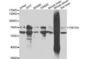 Western blot analysis of extracts of various cell lines, using ZNF264 antibody.