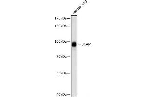 Western blot analysis of extracts of Mouse lung using BCAM Polyclonal Antibody at dilution of 1:1000. (BCAM Antikörper)