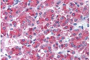 Human Pancreas (formalin-fixed, paraffin-embedded) stained with SNAI2 antibody ABIN213984 at 10 ug/ml followed by biotinylated goat anti-rabbit IgG secondary antibody ABIN481713, alkaline phosphatase-streptavidin and chromogen. (SLUG Antikörper  (Internal Region))