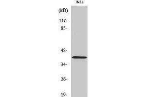 Western Blot analysis of Hela cells using Actin Polyclonal Antibody at dilution of 1:2000. (Actin Antikörper)